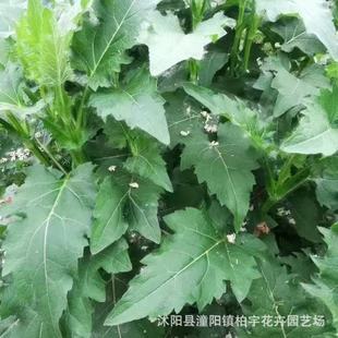 Pinus Sylvestris Vanilla Seeds Perennial Pasture Pigs, Cattle, Sheep and Goose Edible Chinese Chinese Shenju Professor Chrysanthemum Seeds