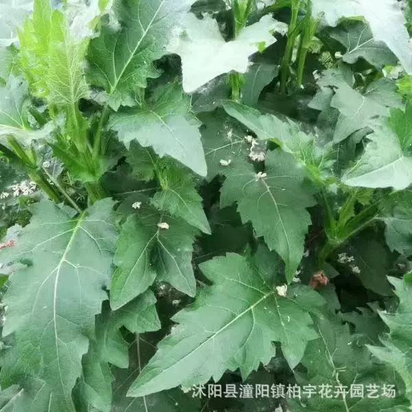 Семена многолетней травы с листьями-щупальцами, кормовая трава, пригодная для употребления в пищу свиньями, крупным рогатым скотом, овцами и гусями; семена китайской хризантемы