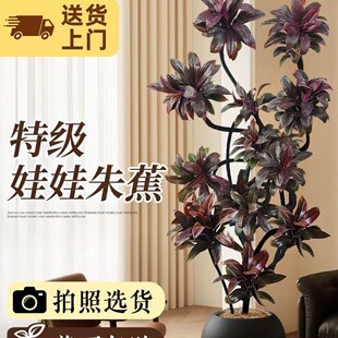 �Ϛ�|�����Դ��;Gֲ�콶���޺ڽ�����Ƥ��͏d�҃��̨�Gֲ���B