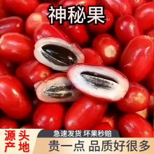 现摘新鲜神秘果鲜果酸变甜变味果 蜜拉圣果 神奇改变味觉果干冻干