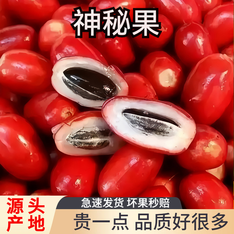 现摘新鲜神秘果鲜果酸变甜变味果 蜜拉圣果 神奇改变味觉果干冻干