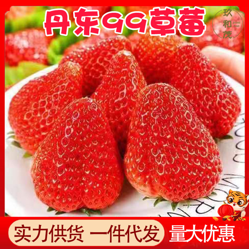 Authentic Liaoning Dandong 99 Strawberries 2.5kg Seasonal Fresh Fruits Wholesale with Free Shipping 3 Northeast Milk Red Strawberries