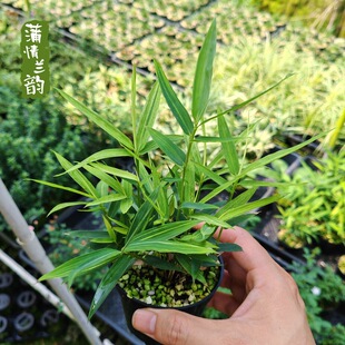 �ć����� ���N������؈�� ����Gֲ���� �^�~��������ֲ��
