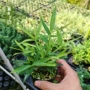 书房四国桌面植物矮竹