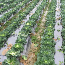 ������Ʒ�|�r��Ĥ ����Ĥ���ϲ�����Ĥ���겼