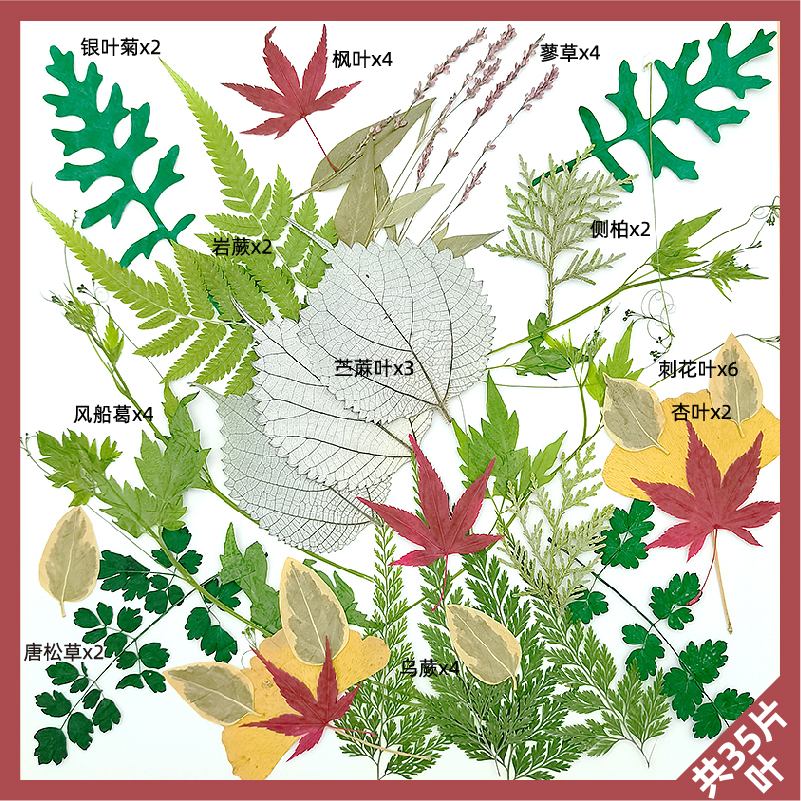 녹색 숲(11종) 소책자 없음