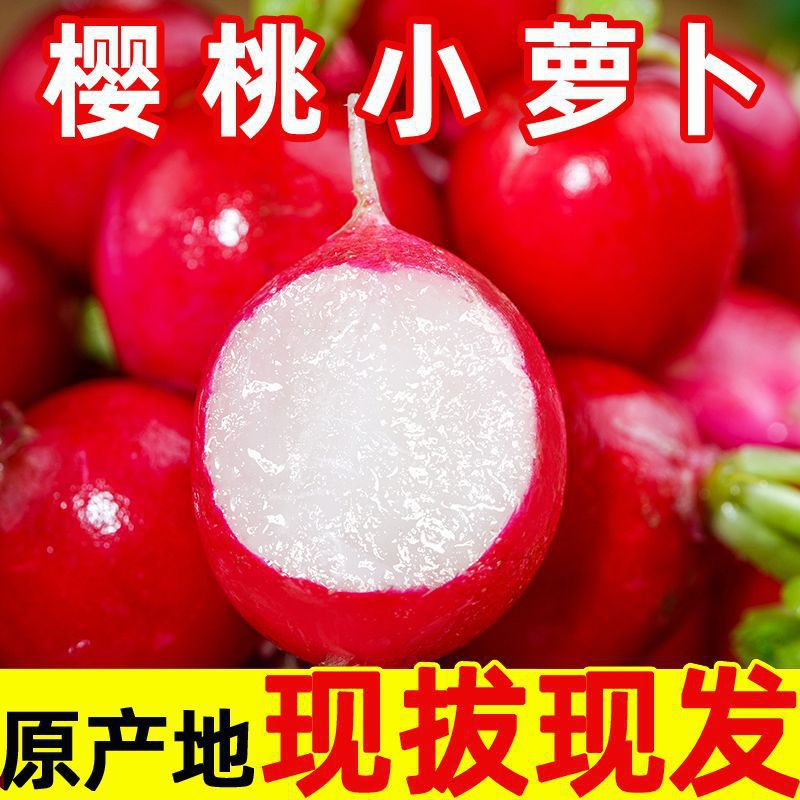 云南樱桃萝卜当季水果小红萝卜甜脆红皮胡萝卜新鲜蔬菜整箱包邮