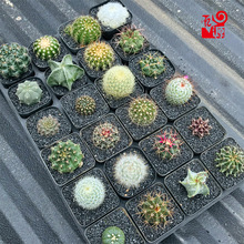 ����ֲ��M�������ײ��������k���҃��_���Gֲ