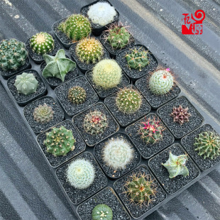 ����ֲ��M�������ײ��������k���҃��_���Gֲ
