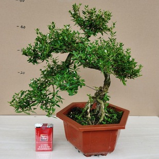 ��߅����ѩ����҃����̨�辰�䘶 ֲ�ﻨ�� �Gֲ��������ѩ���B