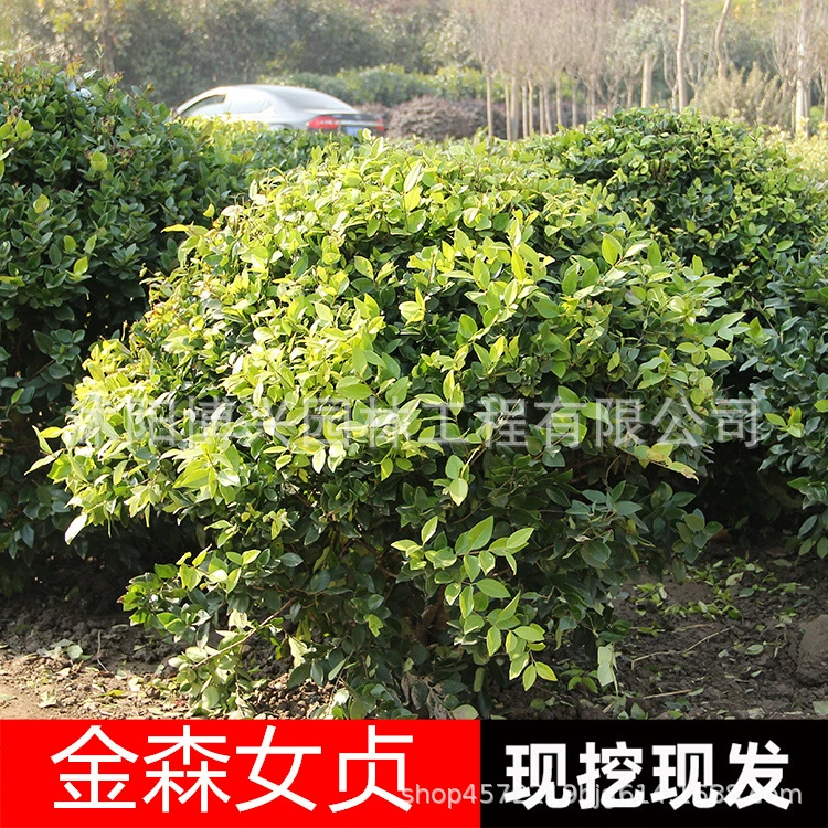 Оптовая продажа золотистых шаров из листьев плодородного дерева для ландшафтных проектов, золотистых шаров из листьев плодородного дерева, садовых кустарников, золотистых шаров из листьев плодородного дерева.