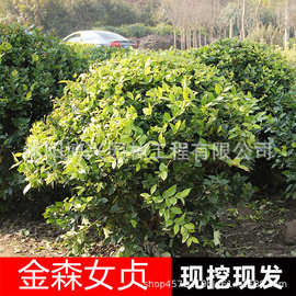金森女贞球批发工程绿化苗木金叶女贞球苗园林丛生灌木金森女贞球