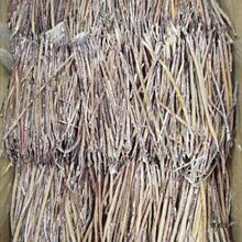 2��r�~���������~�z500g/100g�O���ԕ������~�z���r��؛