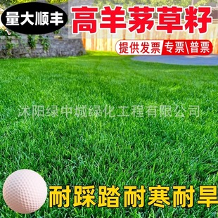 Imported High Fescue Seeds, Lawn Grass Seeds, Four-Season Green Slope Protection, Greening Park, Ryegrass, Bluegrass Seeds