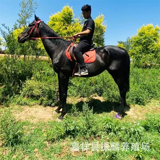 湖北养马场供应活体马匹骑乘马 旅游观光蒙古马 驯养温顺的马