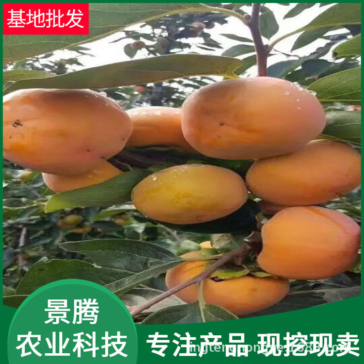 柿子树苗批发 3公分 4公分规格全 当年结果 南北种植脆甜柿子树苗