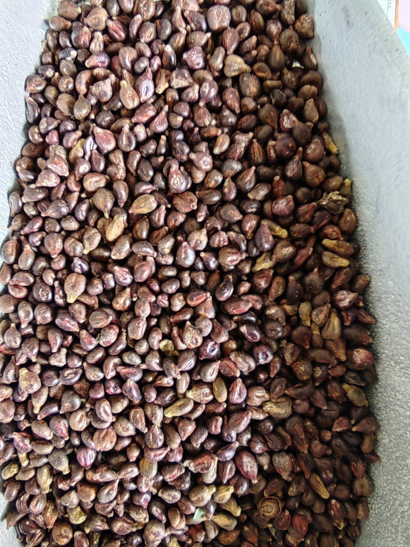 Grape Seed Powder (Vitis vinifera) — Food-Herb Botanical Powder, 500g overview