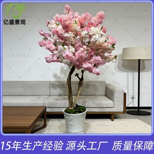 ����ѻ���S�����l���^�^�p�c�ѻ���WУͥԺ���̌�ľ�ѻ���