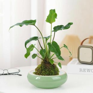Spring Rain Little Angel Moss Ball/Indoor Lazy Scandinavian Style Green Plant Four Seasons Evergreen Plant Potted Plant