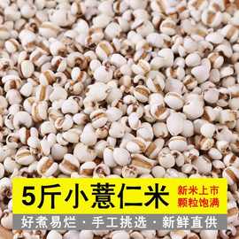 薏米仁批发5斤小薏仁米厂家直销意米仁赤小豆薏米排湿