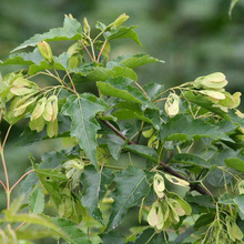 ��l�ʷN����ľ�N�Ӵ������N����������G����ľ�����ʘ����ʷN