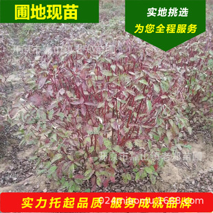 Xianmiao Red Rui Wood Ball Landscape Shape Plant Yifu Lai Wood Ball Landscaping Colorfulful Saplings Cold-Resistant Red Willow Ball