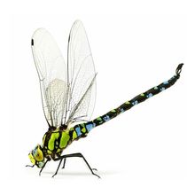 M247 Realistic Insects Dragonfly Wall er Bathroom Toilet Liv