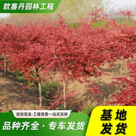 日本红枫树苗三季红园林别墅工程绿化苗木景区风景树美国红树小苗