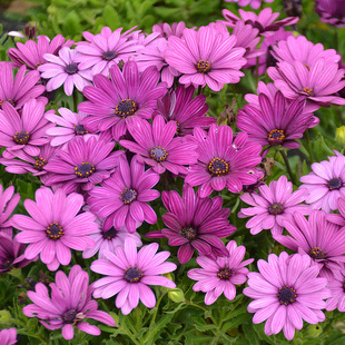 South African Marigold Seeds, Blue-Eye Chrysanthemum Seeds, Cold-Resistant Gerbera Flower Seeds, Easy to Grow White Pink and Purple Seeds in All Seasons