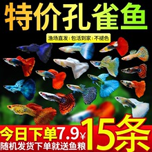 2026������ȸ�~С�͟Ꭷ�^�p�~���B�ͻˮ�~��С�~����