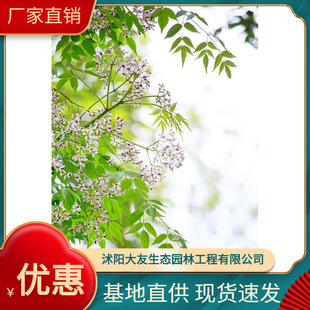 鬘�������l �Ԯa���N  Ʒ�N�Rȫ���^�쾰���̾G����