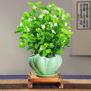 Flower Jasmine Seeds Perennial Woody White Jasmine Seeds Double Color Purple Rich Fragrance