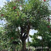 鸡冠刺桐鸡冠豆巴西刺桐象牙红批发5-35厘米