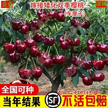 双季矮化种植树苗车厘子大樱桃当年盆栽地栽南方北方结果种植苗