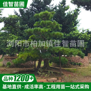 ���ϻ������Թ������������ �@�־��^3.5-4m��������� �F؛���l