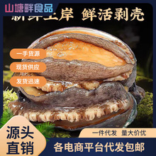 新鲜鲜活鲍鱼海鲜特大鲍鱼批发佛跳墙材料非鲍鱼干冷冻批发鲍鱼