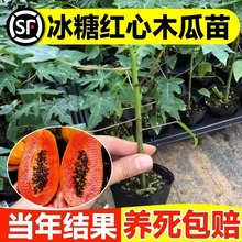 四季木瓜果树果苗冰糖红心水果木瓜特大苗果树庭院南北方种植盆栽