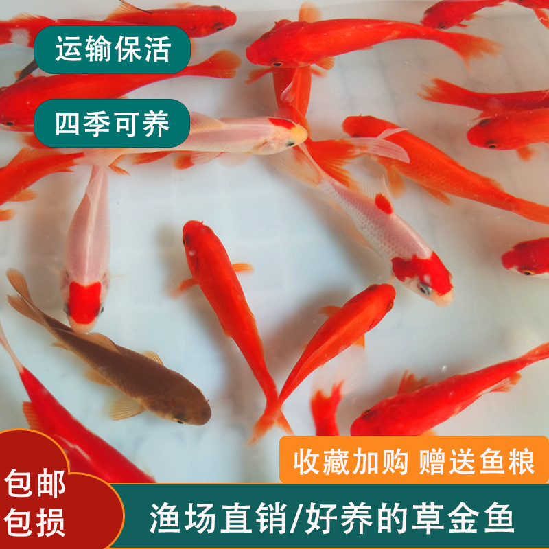 冷水鱼苗小金鱼红草金观赏鱼锦鲤活鱼活体好养耐活鱼其他过滤器