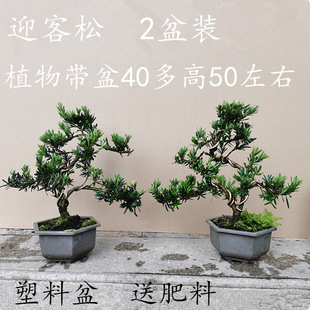 ȸ���_�h�� �@ˇ�辰�䘶 С����ֲ���ļ�����Gֲ�̨ͥԺӭ����