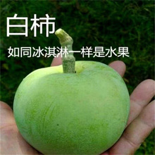 冰淇淋柿子阳丰脆甜柿子苗 水果柿子树 下树即食 无核脆甜柿 柿子