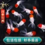 小金鱼冷水鱼观赏鱼