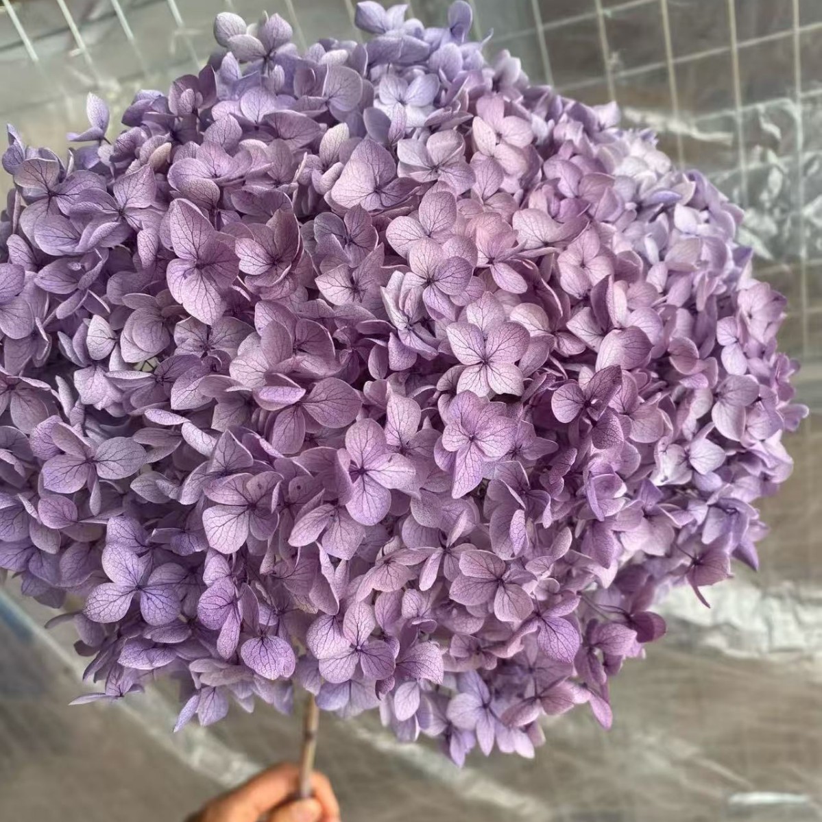 Flores eternas hortenida flores secas Anna hortenida hojas hortenida cabeza de hortenida flores eternas cubierta de vidrio material ramo diy