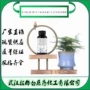 环氧十二丙烯酸