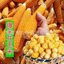 爆米花玉米种子爆裂玉米粒种籽高产早熟爆米花专用南北方大田种植