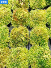 ��ˮ̦��ˮ̦ʳ�xֲ��Q���������|�����ֲ̦��ʳ�xֲ����|