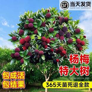 �|����÷��������ڼ޽Ӻ�̿��÷������ϱ����Nֲ����Ԯ���Y��