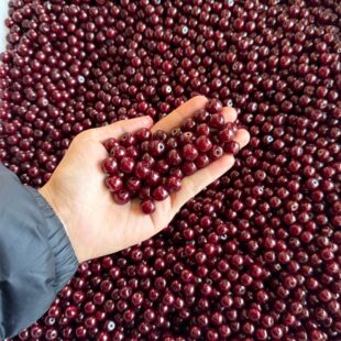Seiko High Throwing Cinnabar for Bodhi Beads Wholesale Cherry Red Oil Moisturizing High Bodhi Beads