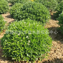 ���l��ͩ���ļ����๫�@�^�p�c�Y���׾G������Ҏ���Rȫ��ͩ��