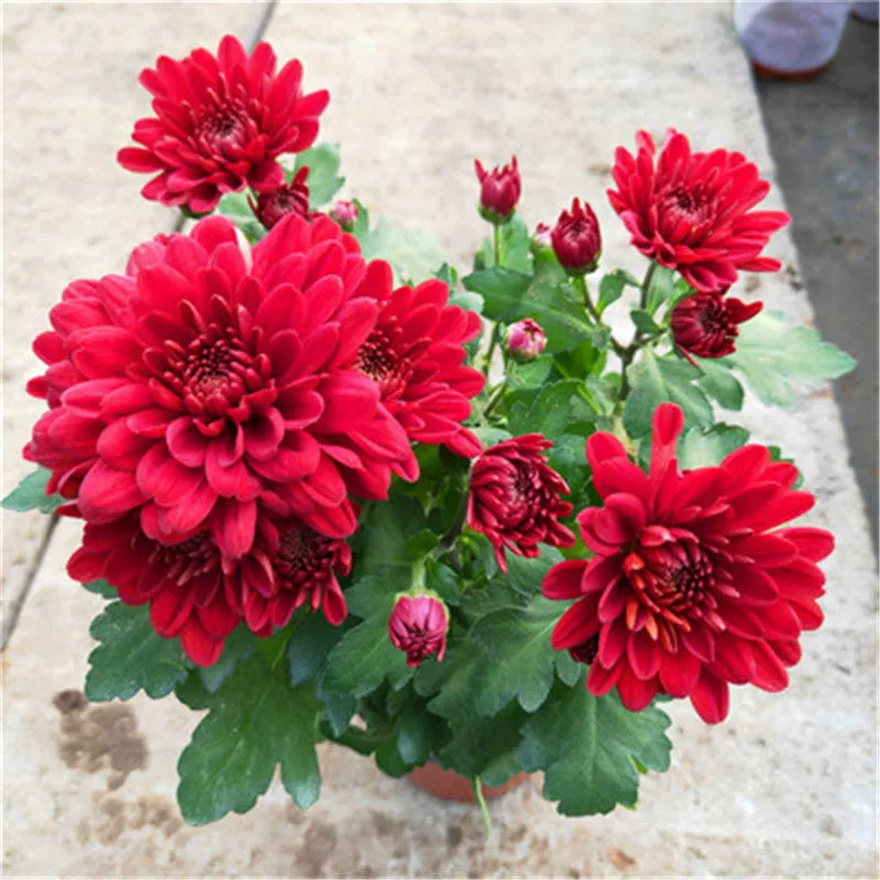 С поставленными цветами Голландия импортировала саженцы хризантем морозостойкие легко жить четыре сезона цветения в горшках крытые и открытые балконы зеленые растения