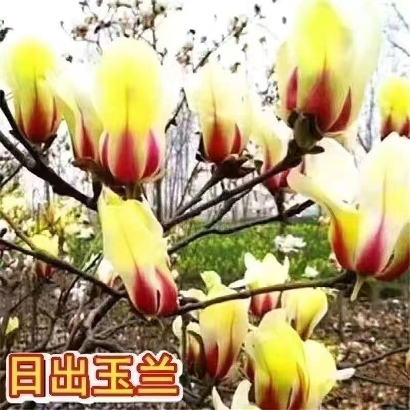 황목련[추위에 강한 새싹]이 비료를 보냅니다